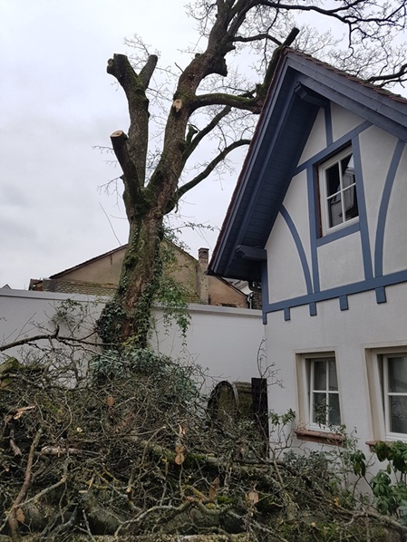 Wenn es für den Baum zu Eng und fürs haus zu Gefährlich wird