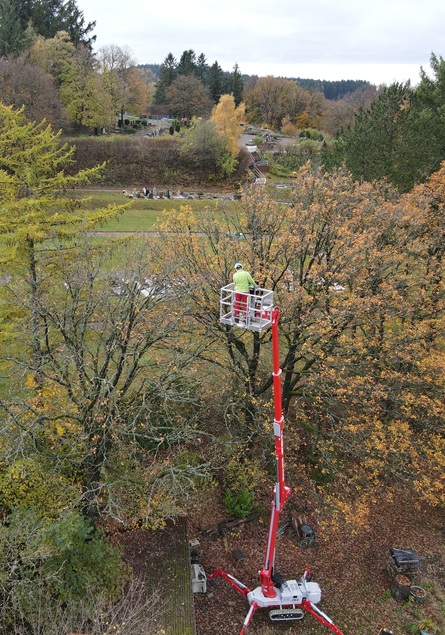 Nach oben gibt es kaum ein Limit für die Kronenpflege